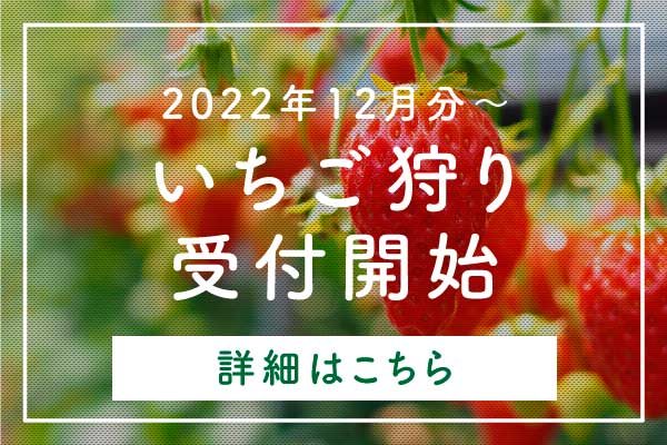 大阪・岸和田市のいちご園kotona-ことな-のいちご狩り