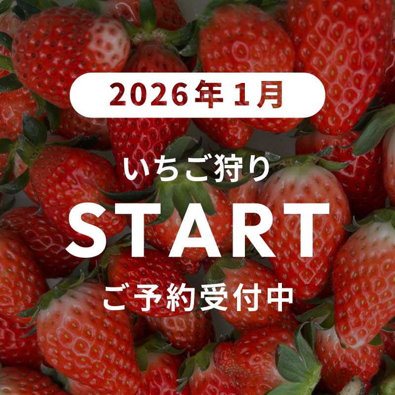 関西・大阪府岸和田市のいちご狩り いちご園ことなのニュース