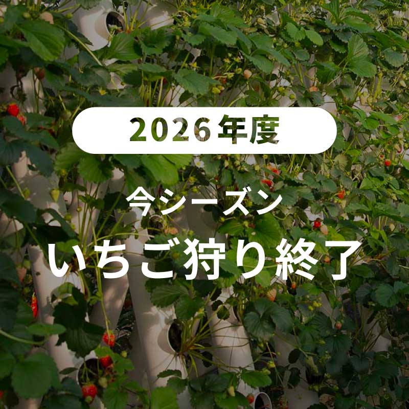 関西・大阪府岸和田市のいちご狩り いちご園ことなのニュース